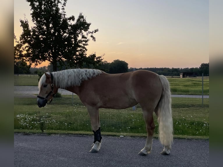 Haflinger Stute 4 Jahre 144 cm Fuchs in Moosinning