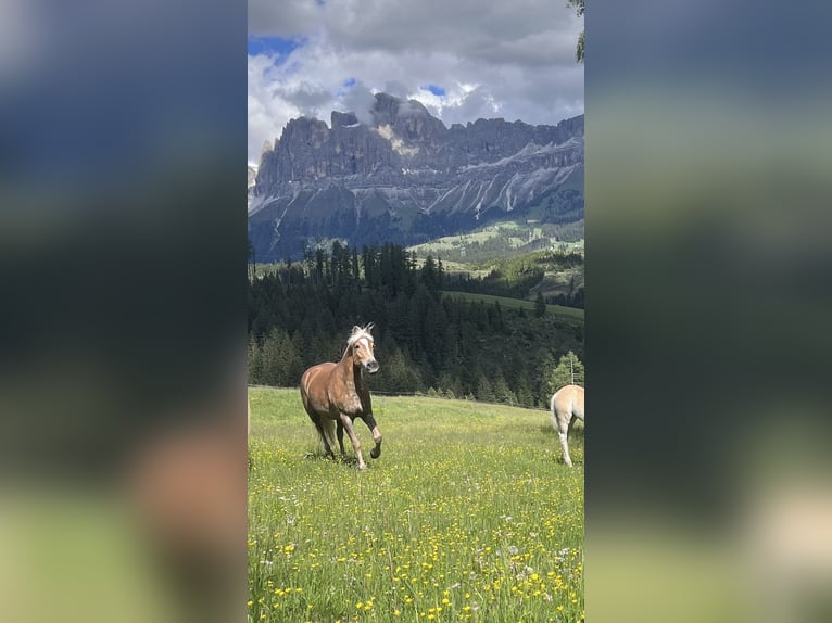 Haflinger Stute 4 Jahre 145 cm Dunkelfuchs in Bozen