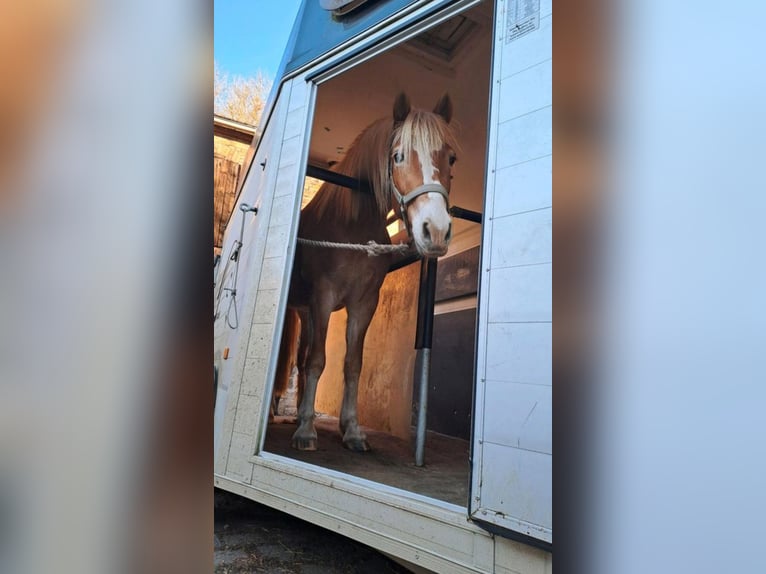 Haflinger Stute 4 Jahre 145 cm in Cr&#xF6;lpa-L&#xF6;bsch&#xFC;tz