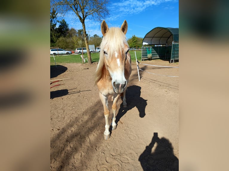 Haflinger Stute 4 Jahre 145 cm  in Bruchmühlbach-Miesau