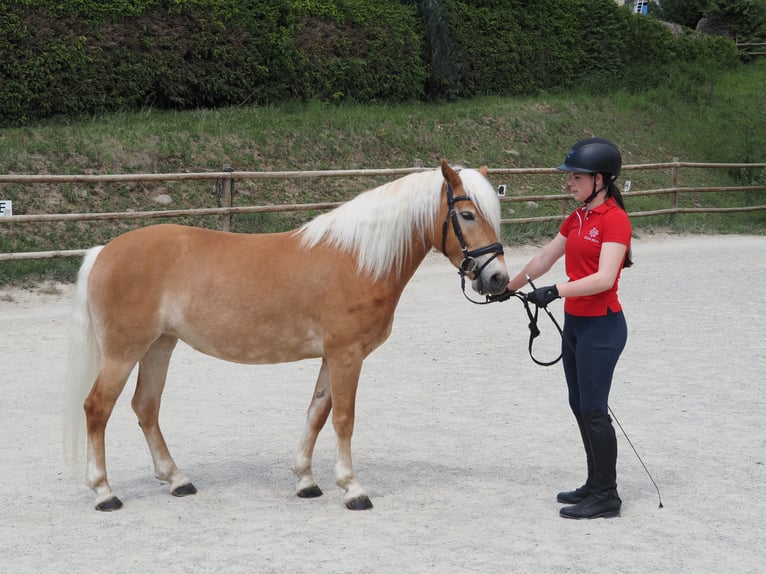 Haflinger Stute 4 Jahre 145 cm Fuchs in Bad St. Leonhard