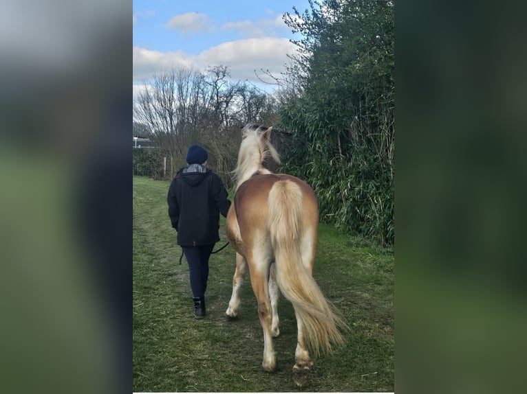 Haflinger Stute 4 Jahre 145 cm Fuchs in Stadtlohn