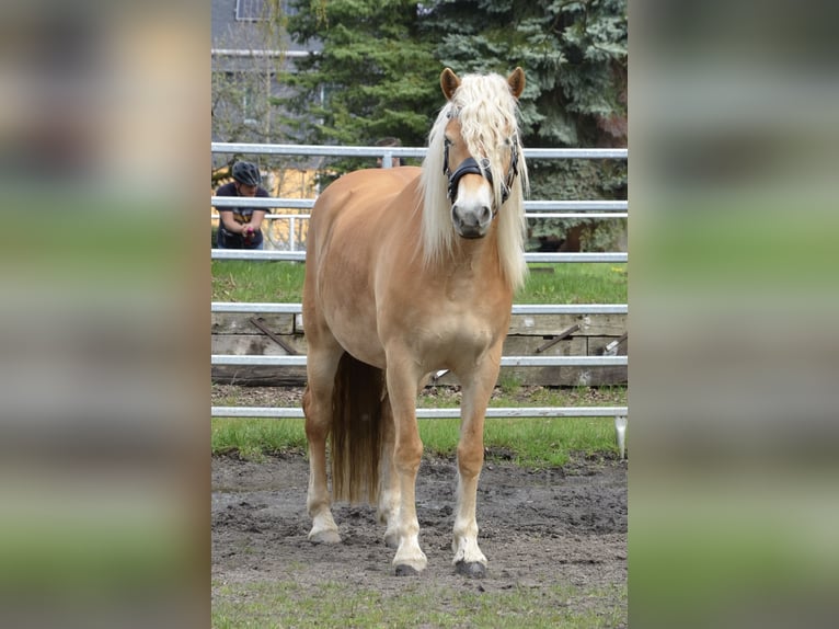 Haflinger Stute 4 Jahre 146 cm  in Neukirchen/Erzgebirge
