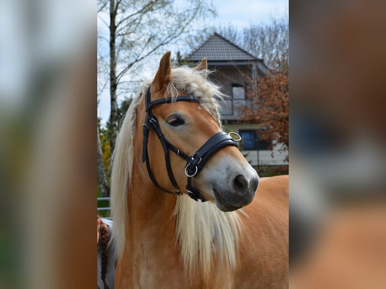 Haflinger Stute 4 Jahre 146 cm  in Neukirchen/Erzgebirge