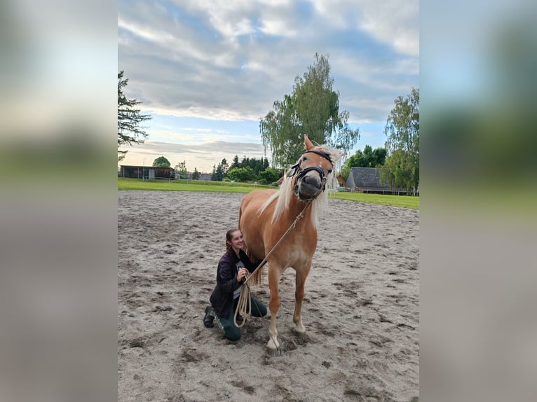 Haflinger Stute 4 Jahre 146 cm  in Neukirchen/Erzgebirge