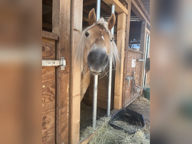 Haflinger Stute 4 Jahre 146 cm  in Neukirchen/Erzgebirge