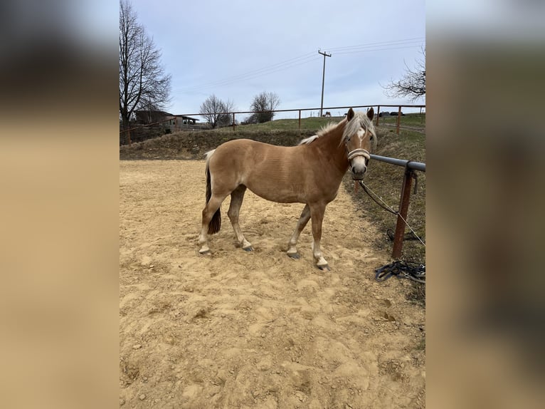 Haflinger Stute 4 Jahre 146 cm Fuchs in Neustadt in Sachsen Oberottendorf