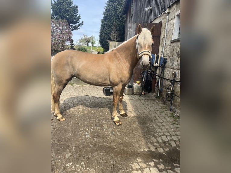 Haflinger Stute 4 Jahre 146 cm Fuchs in Neustadt in Sachsen Oberottendorf
