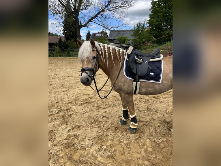 Haflinger Stute 4 Jahre 146 cm Fuchs in Neustadt in Sachsen Oberottendorf