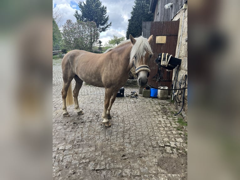 Haflinger Stute 4 Jahre 146 cm Fuchs in Neustadt in Sachsen Oberottendorf