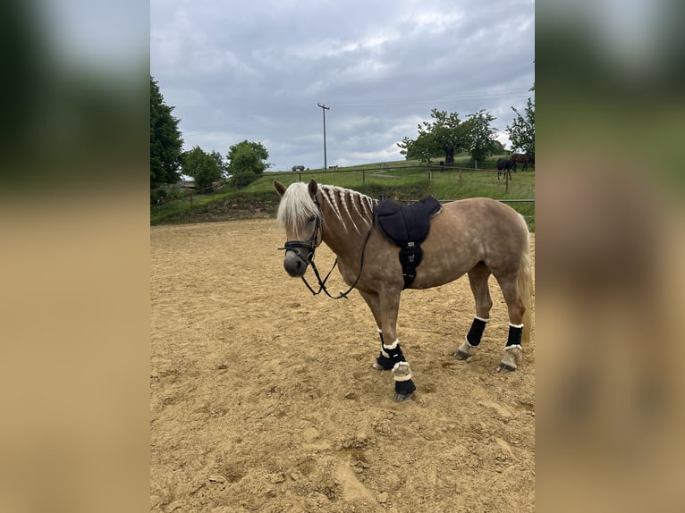 Haflinger Stute 4 Jahre 146 cm Fuchs in Neustadt in Sachsen Oberottendorf