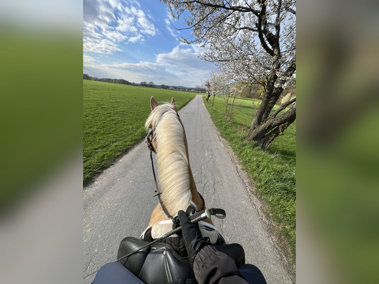 Haflinger Stute 4 Jahre 146 cm Fuchs in Neustadt in Sachsen Oberottendorf