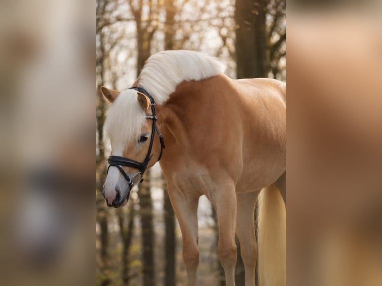 Haflinger Stute 4 Jahre 146 cm Fuchs in Nettersheim