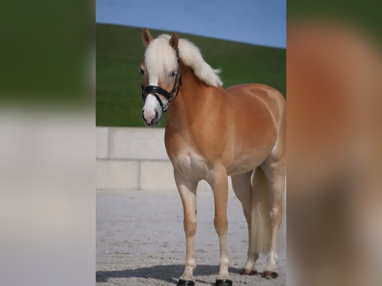 Haflinger Stute 4 Jahre 146 cm Fuchs in Nettersheim