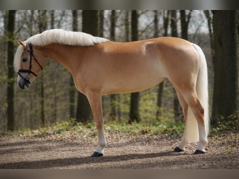 Haflinger Stute 4 Jahre 146 cm Fuchs in Nettersheim