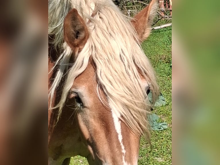 Haflinger Stute 4 Jahre 146 cm  in Bad Berleburg