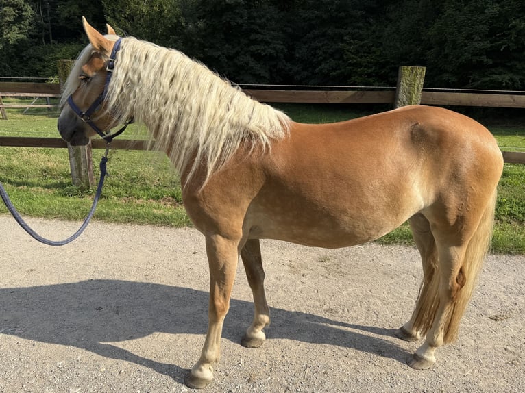 Haflinger Stute 4 Jahre 147 cm Fuchs in Breitenfurt bei Wien