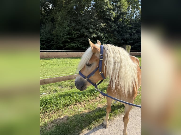 Haflinger Stute 4 Jahre 147 cm Fuchs in Breitenfurt bei Wien