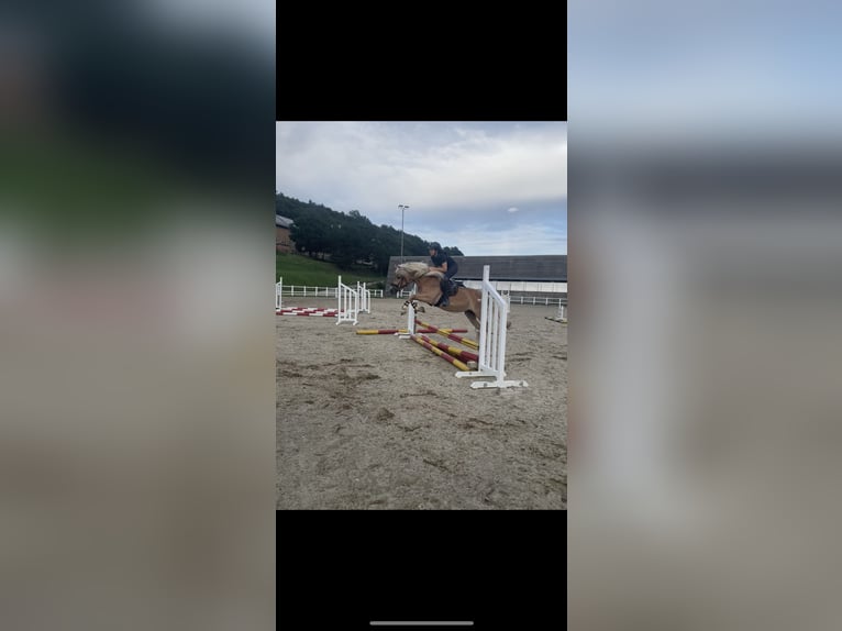 Haflinger Stute 4 Jahre 147 cm Fuchs in Breitenfurt bei Wien