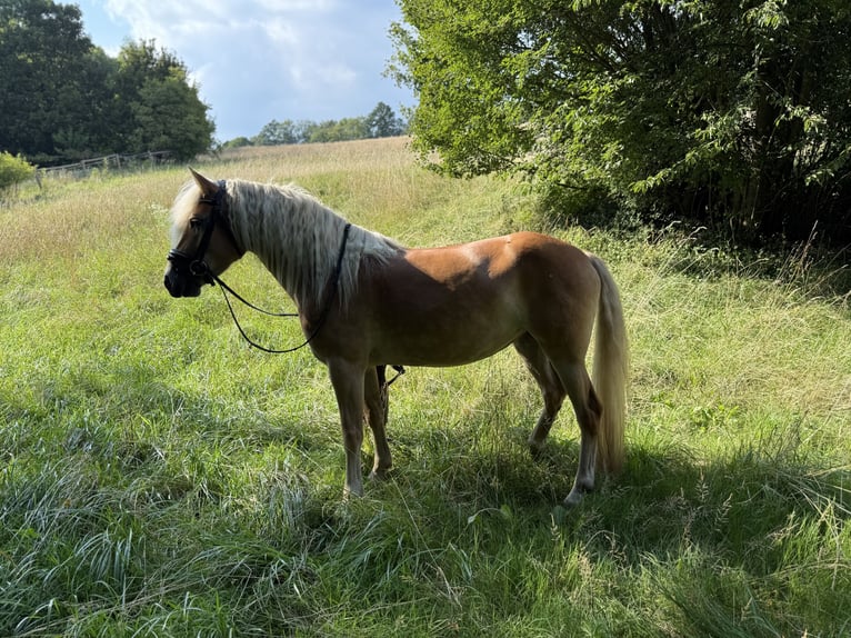 Haflinger Stute 4 Jahre 147 cm Fuchs in Breitenfurt bei Wien