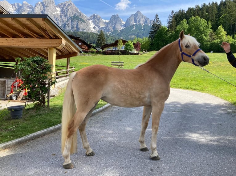 Haflinger Stute 4 Jahre 147 cm Fuchs in Breitenfurt bei Wien