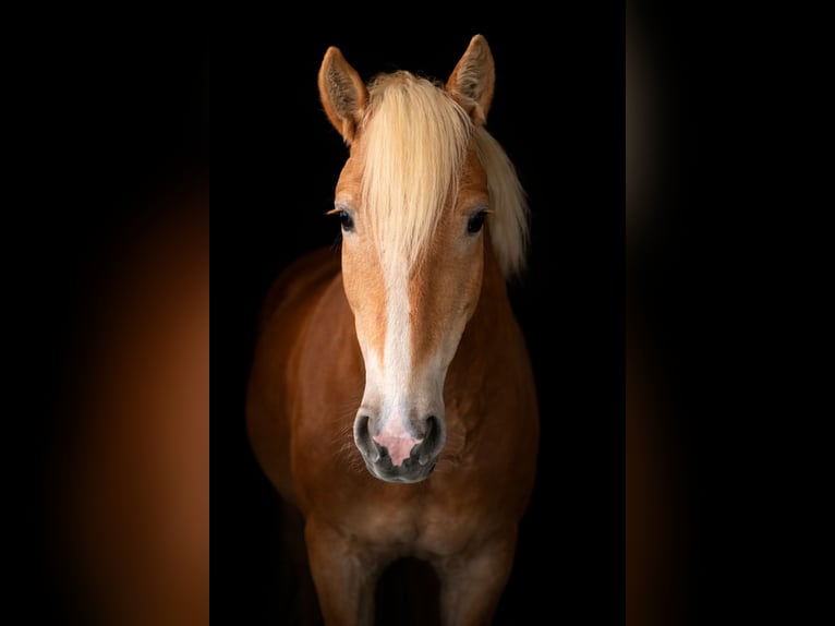 Haflinger Stute 4 Jahre 147 cm Fuchs in Krieglach