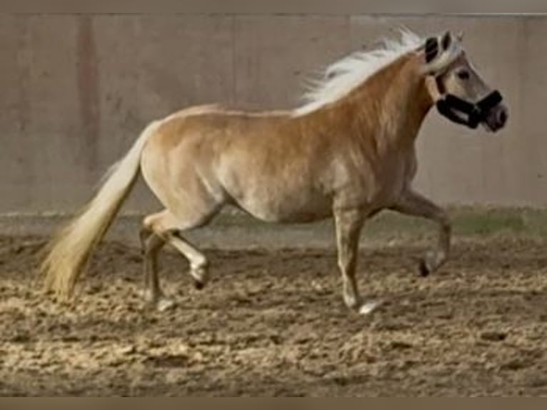 Haflinger Stute 4 Jahre 147 cm Palomino in Saarbrücken