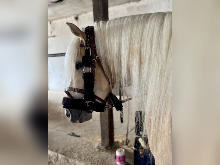 Haflinger Stute 4 Jahre 147 cm Palomino in Saarbrücken