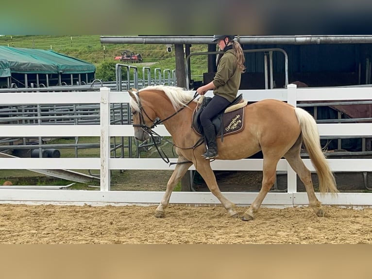Haflinger Stute 4 Jahre 147 cm Rotbrauner in Morsbach