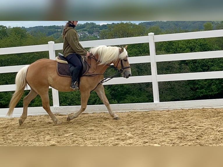 Haflinger Stute 4 Jahre 147 cm Rotbrauner in Morsbach