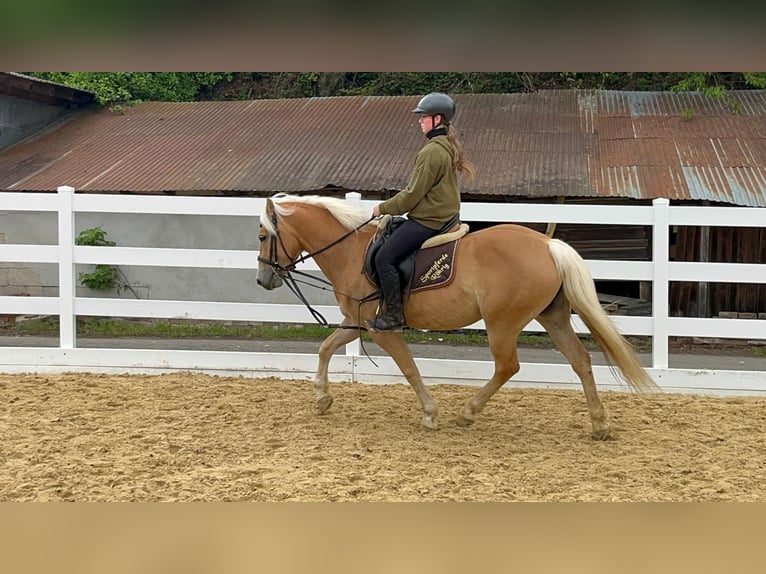 Haflinger Stute 4 Jahre 147 cm Rotbrauner in Morsbach