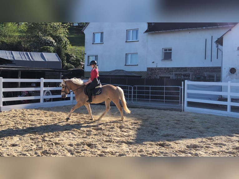 Haflinger Stute 4 Jahre 147 cm Rotbrauner in Morsbach