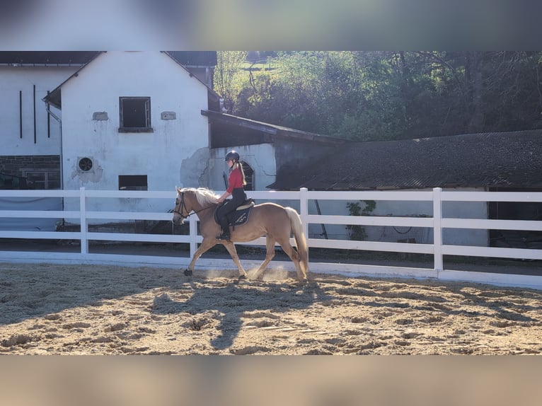 Haflinger Stute 4 Jahre 147 cm Rotbrauner in Morsbach