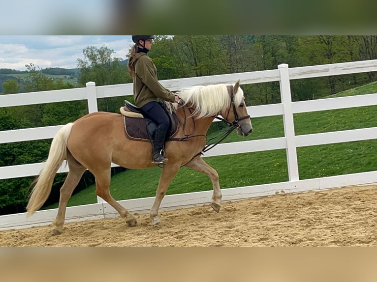 Haflinger Stute 4 Jahre 147 cm Rotbrauner in Morsbach