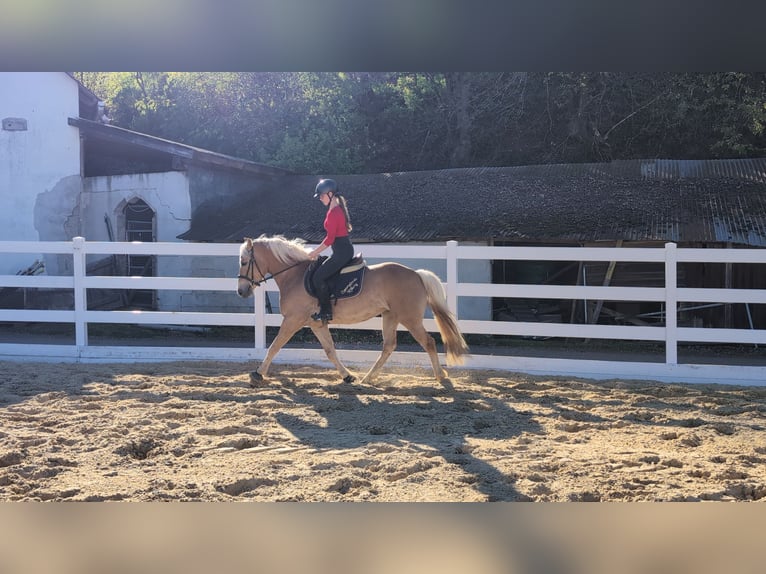 Haflinger Stute 4 Jahre 147 cm Rotbrauner in Morsbach