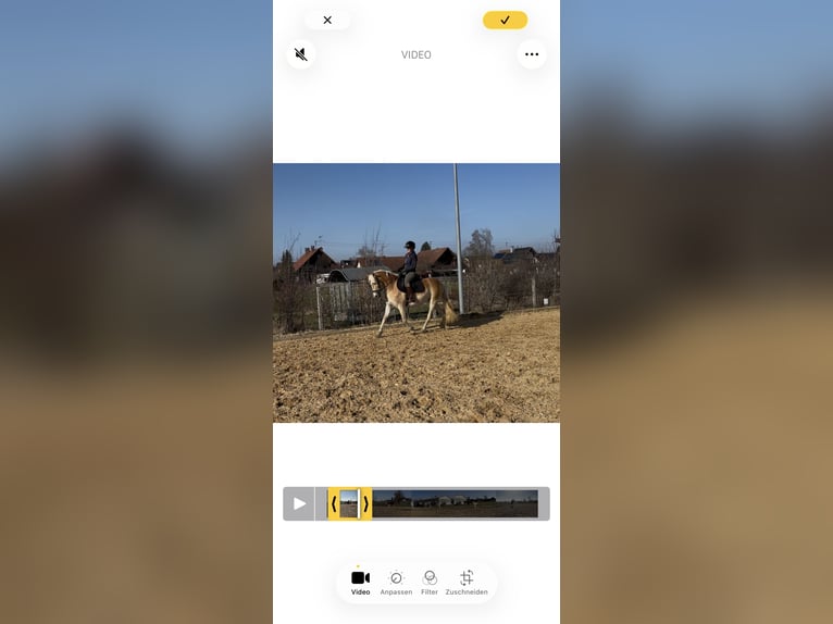 Haflinger Stute 4 Jahre 148 cm  in Langerringen