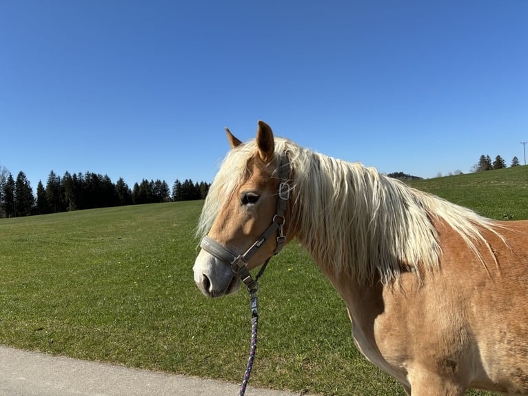 Haflinger Stute 4 Jahre 148 cm in Leutkirch im Allg&#xE4;u