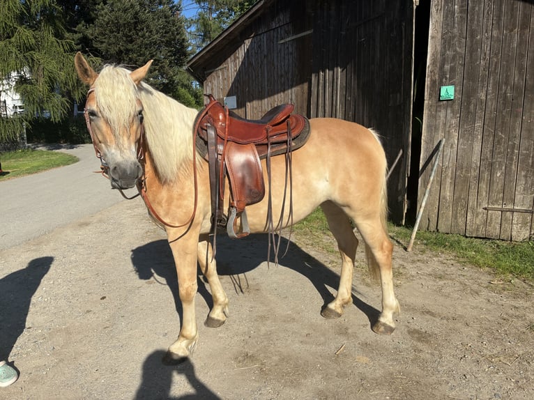 Haflinger Stute 4 Jahre 148 cm in Leutkirch im Allg&#xE4;u