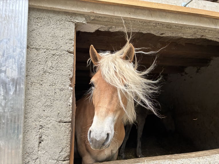 Haflinger Stute 4 Jahre 148 cm in Leutkirch im Allg&#xE4;u