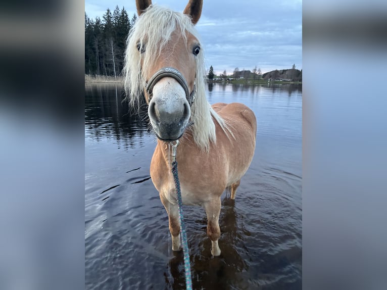 Haflinger Stute 4 Jahre 148 cm in Leutkirch im Allg&#xE4;u