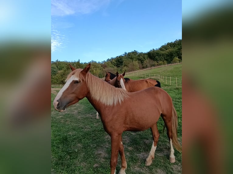 Haflinger Mix Stute 4 Jahre 148 cm  in Ponzone