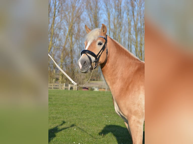 Haflinger Stute 4 Jahre 148 cm Fuchs in Vrouwenparochie