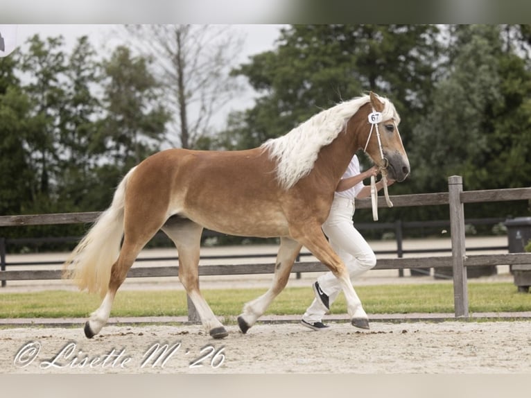 Haflinger Stute 4 Jahre 148 cm Fuchs in Vrouwenparochie