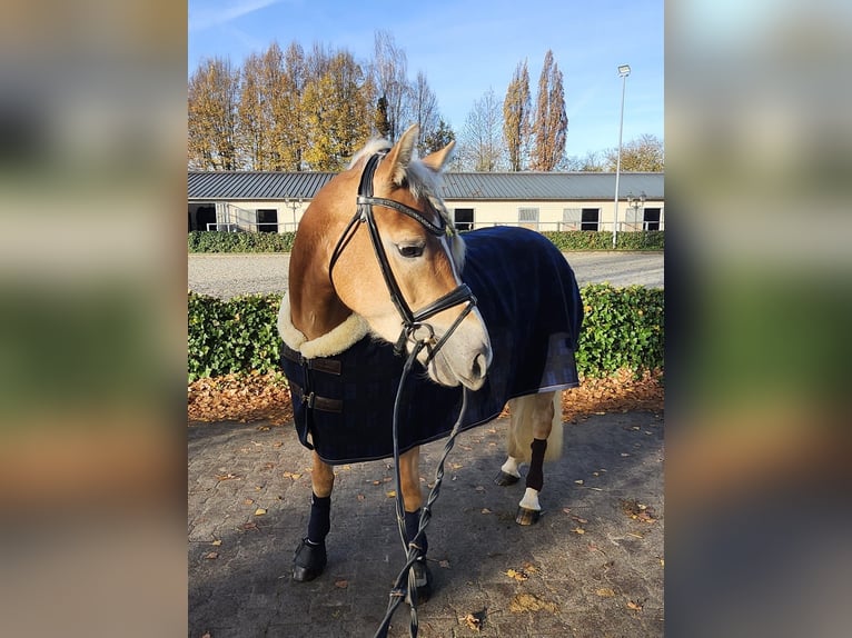 Haflinger Stute 4 Jahre 148 cm Fuchs in Mettmann