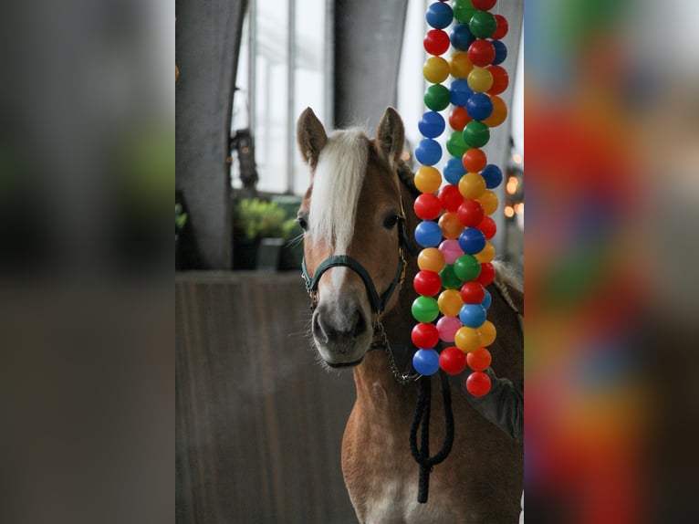 Haflinger Stute 4 Jahre 148 cm Fuchs in Mettmann