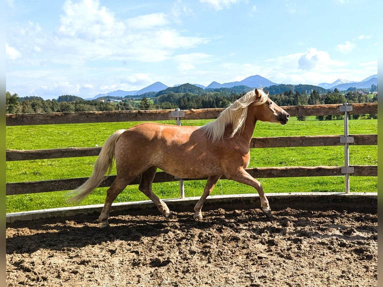 Haflinger Stute 4 Jahre 148 cm Fuchs in Eugendorf