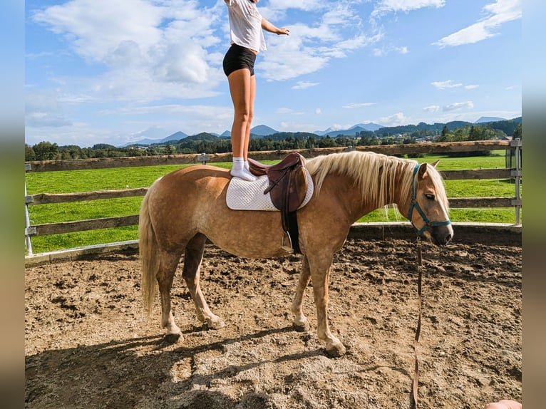 Haflinger Stute 4 Jahre 148 cm Fuchs in Eugendorf