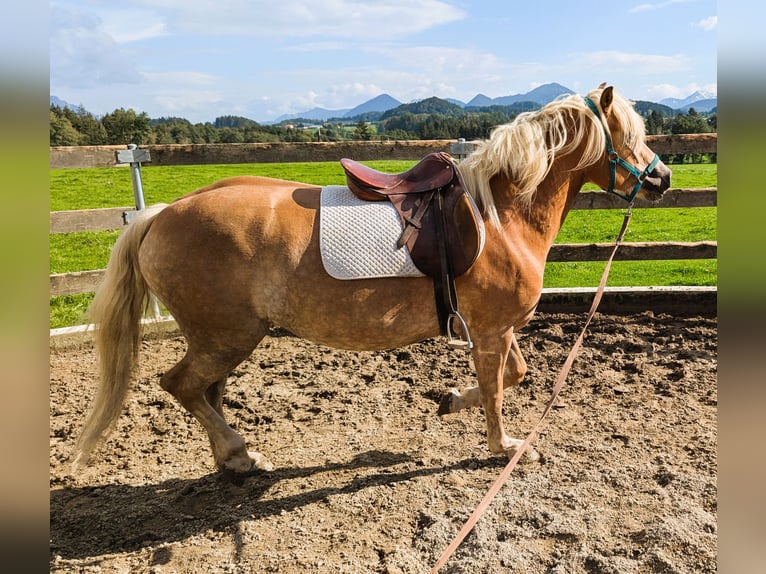 Haflinger Stute 4 Jahre 148 cm Fuchs in Eugendorf