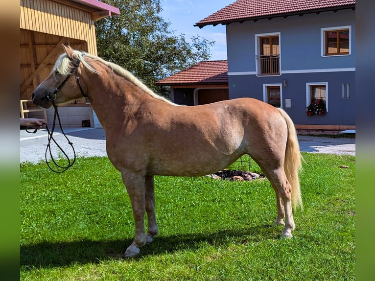 Haflinger Stute 4 Jahre 148 cm Fuchs in Eugendorf