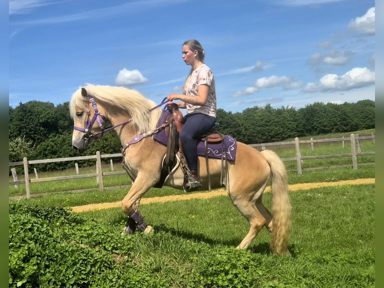 Haflinger Stute 4 Jahre 148 cm Fuchs in Linkenbach